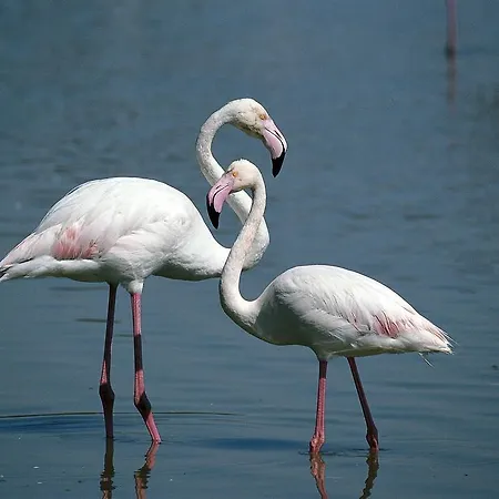 Palazzo Spada - Attico Con Terrazza Vista Fiume In Centro Appartement